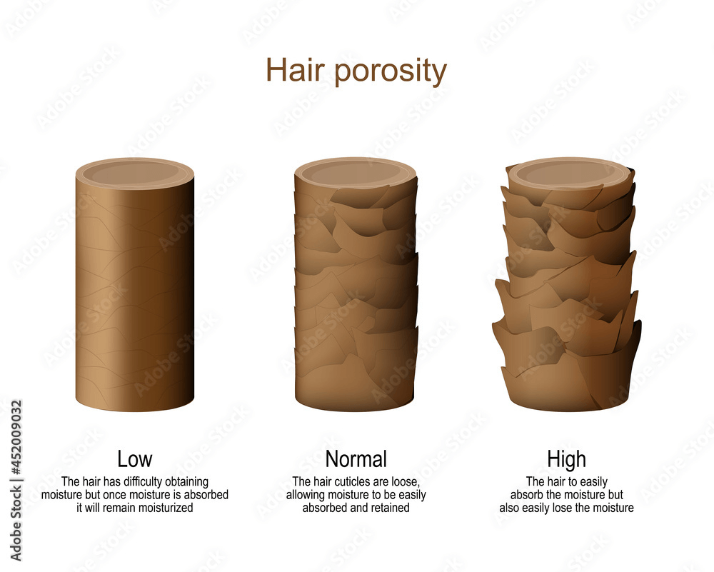 Image portraying hair porosity and what it looks like