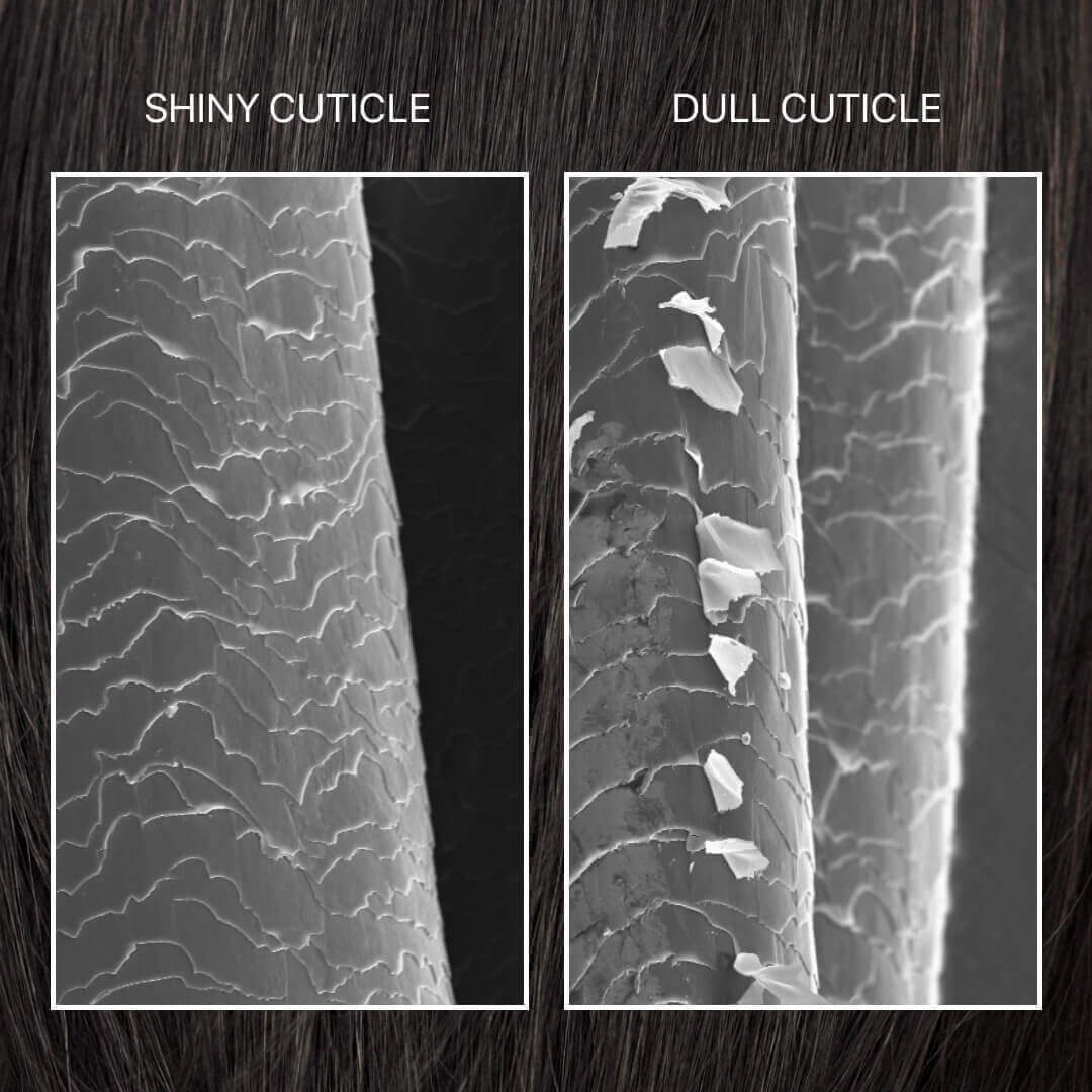 shiny vs. dull cuticle